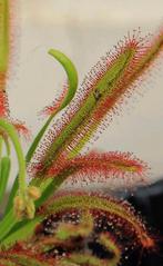 Zaden Drosera capensis, Ophalen of Verzenden, Zaad