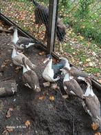 Jonge kaapse bergeenden, Dieren en Toebehoren, Meerdere dieren, Eend