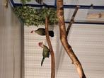 Koppel roodkuif toerakos ger 23 met dna, Dieren en Toebehoren, Vogels | Overige Vogels, Meerdere dieren, Geringd
