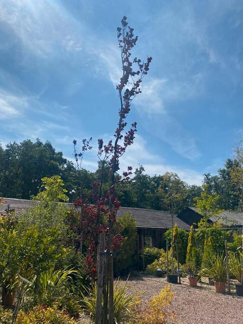 Zwarte /rode beuk / Fagus sylvatica "Riversii  3 stuks, Tuin en Terras, Planten | Bomen, Overige soorten, Halfschaduw, Ophalen