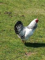 Wyandotte krielhaan, Dieren en Toebehoren, Pluimvee, Mannelijk, Kip
