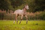 Top Valk Hengst en Merrie Veulens, Speciale Kleuren !!!, Dieren en Toebehoren, Paarden, Minder dan 160 cm, 0 tot 2 jaar, Onbeleerd