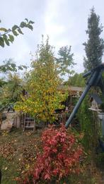 Grote Perenboom - 3.5 meter, Ophalen, Lente, Volle zon, Perenboom