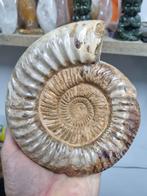 Grote ammoniet, gepolijst, Verzamelen, Mineralen en Fossielen, Ophalen of Verzenden, Mineraal