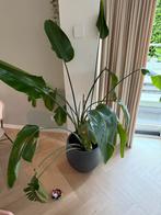 Straelitzia Nicolai 120cm, Ophalen, Minder dan 100 cm