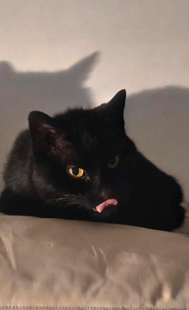 Lief leuk knuffelkind, Dieren en Toebehoren, Katten en Kittens | Overige Katten, Poes