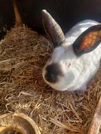Te koop californier konijn moer, Dieren en Toebehoren, Konijnen, Vrouwelijk