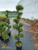 Bijzondere Zuilboom in Pot, Tuin en Terras, Planten | Bomen, In pot, Bloeit niet, Halfschaduw, Ophalen of Verzenden