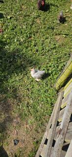 Cochin kriel, Dieren en Toebehoren, Pluimvee, Meerdere dieren, Kip
