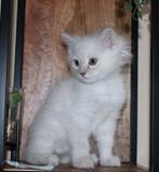 ragdoll kittens met stamboom. Lynx , choco en lilac, Meerdere dieren, Met stamboom