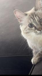 Lieve poes, Dieren en Toebehoren, Katten en Kittens | Dekkaters
