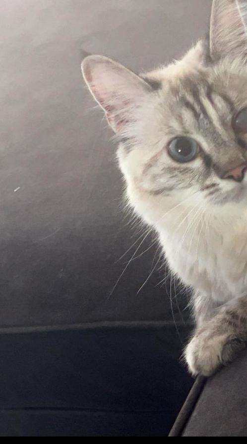 Lieve poes, Dieren en Toebehoren, Katten en Kittens | Dekkaters