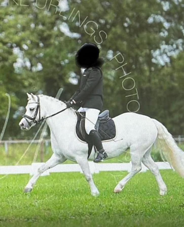 Mooie Welsh B-pony, Dieren en Toebehoren, Pony's, Merrie, B, B pony (1.17m tot 1.27m), Dressuurpony, 7 tot 10 jaar, Met stamboom