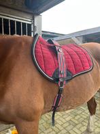 Longeersingel met pasoa!, Dieren en Toebehoren, Paarden en Pony's | Dekens en Dekjes, Ophalen of Verzenden, Zo goed als nieuw