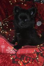 Leuke fluffy pomeriaan pups 🐶, Overige rassen, CDV (hondenziekte), 8 tot 15 weken, Meerdere
