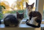 Maine Coon X  kittens, 6-7-24 mogen verhuizen, Dieren en Toebehoren, Katten en Kittens | Raskatten | Langhaar, Meerdere dieren