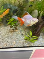 Goudvis, Dieren en Toebehoren, Vis