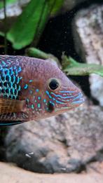 Green Terror (Aequidens rivulatus), Vis