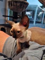 kittens Devon Rex., Dieren en Toebehoren, Katten en Kittens | Raskatten | Korthaar, Poes, Gechipt