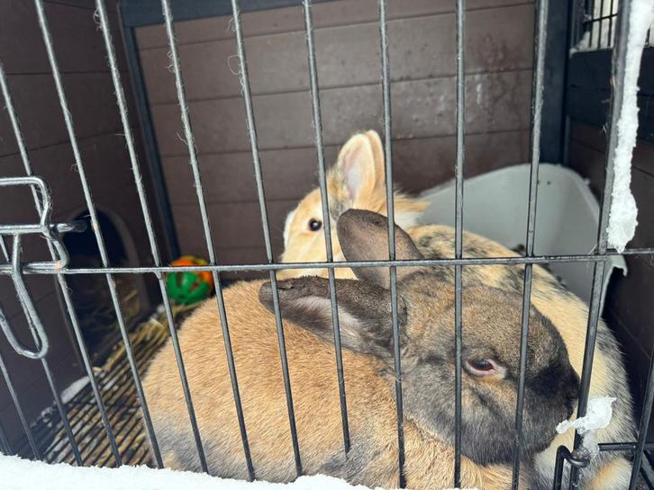2 lieve mini lop konijnen, Dieren en Toebehoren, Hondenhokken, Minder dan 65 cm, 110 cm of meer, Ophalen