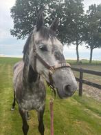 GAVE SPORTPONY  POWERLINA VG, Dieren en Toebehoren, Pony's, Merrie, Gechipt, Zadelmak, 3 tot 6 jaar