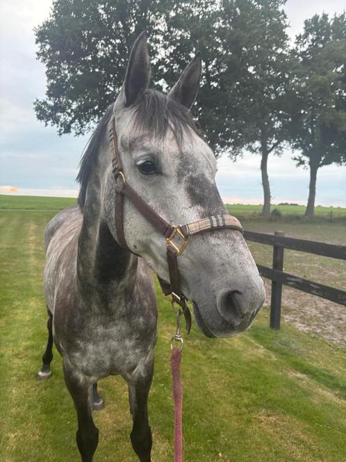 GAVE SPORTPONY  POWERLINA VG, Dieren en Toebehoren, Pony's, Merrie, Zadelmak, Recreatiepony, 3 tot 6 jaar, Met stamboom, Gechipt