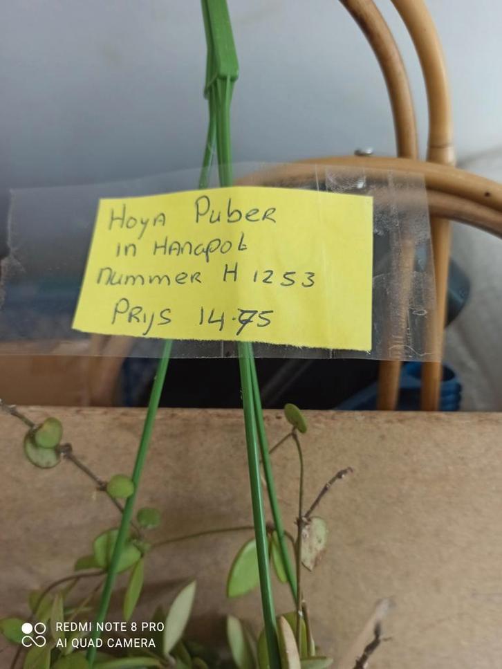 Hoya pubera in hangpot nummer H1253 hele hoya, Huis en Inrichting, Kamerplanten, Minder dan 100 cm, Halfschaduw, Ophalen of Verzenden