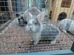 Kruising Minilop Konijntjes, Dieren en Toebehoren, Konijnen, Mannelijk, Dwerg, Hangoor