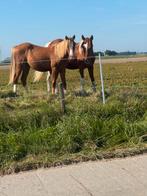 1,5 jarige stamboek welsh sectie B hengst, Gechipt, Dressuurpony, 0 tot 2 jaar, Hengst