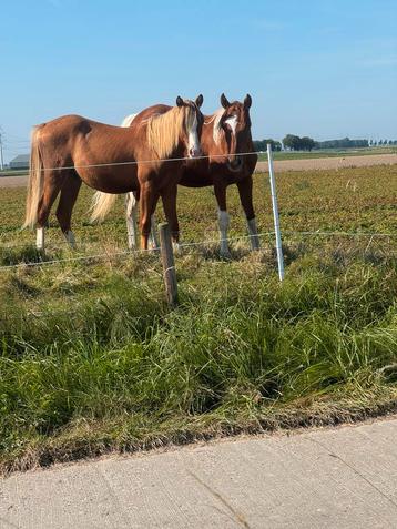 1,5 jarige stamboek welsh sectie B hengst beschikbaar voor biedingen