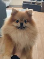 Energiek Pomeranian hondje – Tweety, 2 jaar oud zoekt een, Dieren en Toebehoren, Honden | Niet-rashonden, 1 tot 2 jaar, Teef, Eén hond
