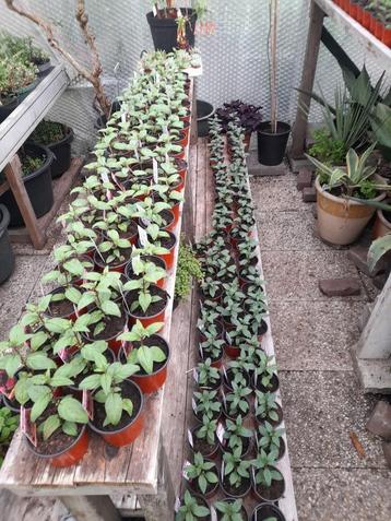 Fuchsiastekken op naam beschikbaar voor biedingen