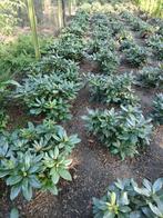 rhododendron, Tuin en Terras, Planten | Struiken en Hagen, Ophalen, Rhododendron, Struik, Minder dan 100 cm