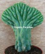 Unieke San Pedro Cactus kamvormen - Tr. pachanoi cristaat, Huis en Inrichting, Kamerplanten, Verzenden, Minder dan 100 cm, Volle zon