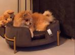 Dog sofa olivia grey - Velvet grijze hondenmand gouden poten, Ophalen of Verzenden, Nieuw, Stof