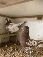 Twee postduiven, Meerdere dieren, Postduif