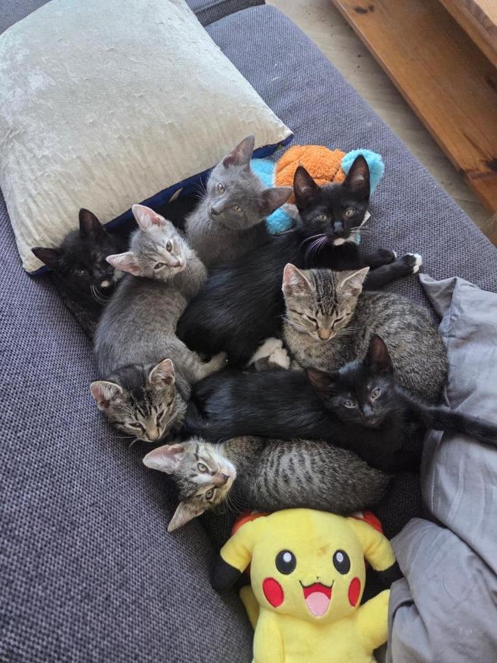 8 Lieve kittens & 2 poezen op zoek naar een nieuw thuis, Dieren en Toebehoren, Katten en Kittens | Raskatten | Korthaar, Meerdere dieren