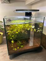 Compleet Superfish QubiQ Pro Led, Dieren en Toebehoren, Vissen | Aquaria en Toebehoren, Ophalen, Gebruikt, Gevuld zoetwateraquarium
