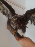 Taxidermie - buizerd op tak - roofvogel, Verzamelen, Ophalen, Gebruikt, Vogel, Opgezet dier