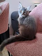 Mooi lieve stamboom maine coon kittens, Kater, Ontwormd