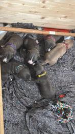 ** 2 reutjes bully xl x stafford pups zoeken gouden mandje, Overige rassen, 8 tot 15 weken, Meerdere, Meerdere dieren