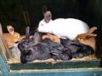 Prachtige lieve jonge konijnen, nog 1 roodbruine en 2 zwarte, Dieren en Toebehoren, Konijnen, Meerdere dieren, Middelgroot, 0 tot 2 jaar