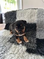 Jack russel pups, Jack Russell Terriër, CDV (hondenziekte), 8 tot 15 weken, Meerdere