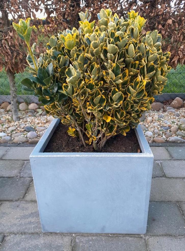 Euonymus -Kardinaalsmuts plant, Tuin en Terras, Planten | Tuinplanten, Overige soorten, Volle zon, Ophalen
