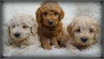 Labradoodle pups. Bekijk de foto's. ( Filmpje), Dieren en Toebehoren, Honden | Retrievers, Spaniëls en Waterhonden, Meerdere, 8 tot 15 weken