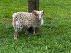 Quessant ram, Dieren en Toebehoren, Schapen, Geiten en Varkens, Mannelijk, Schaap