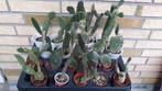 Cactus Opuntia verschillende soorten 4 voor 10€, Ophalen of Verzenden, Minder dan 100 cm, In pot, Cactus