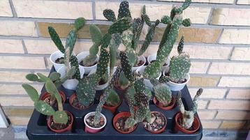 Cactus Opuntia verschillende soorten 4 voor 10€ beschikbaar voor biedingen