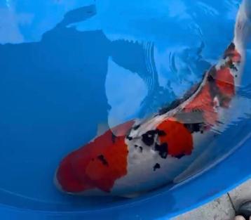 Sakai Sanke female koi 75 cm body certificaat beschikbaar voor biedingen