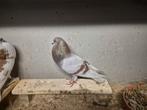 Doffer en duivin, Meerdere dieren, Kropper